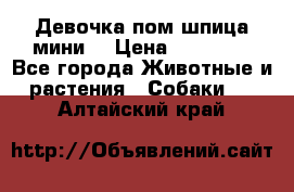 Девочка пом шпица мини  › Цена ­ 30 000 - Все города Животные и растения » Собаки   . Алтайский край